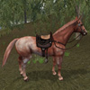 appaloosa